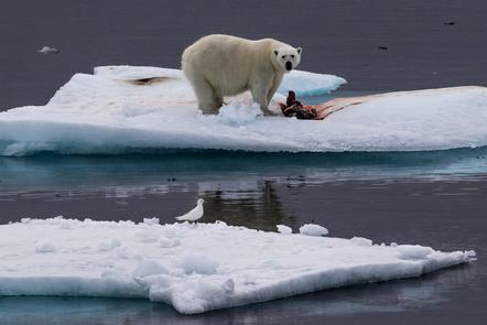 Volker Kahle - Eisbär mit Beute - Tiere