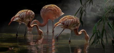 Riancho Patrick - Flamingos