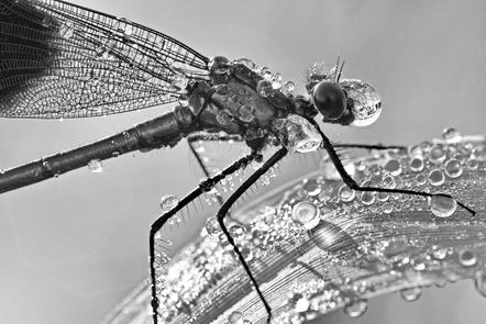 Hans-Werner Griepentrog - Dragonfly Raindrops - Natur 