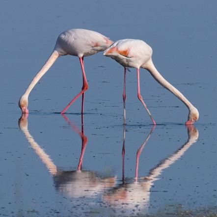 Jobit Stolp  - Flamingos - Spiegelungen 