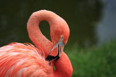 Bunte Klaus  - Direktmitglied Nordmark  - 3-NA  - Flamingo - Annahme