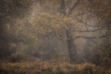 Bergmann Lars  - Fotoforum Jever  - Traumbaum - Natur - Annahme