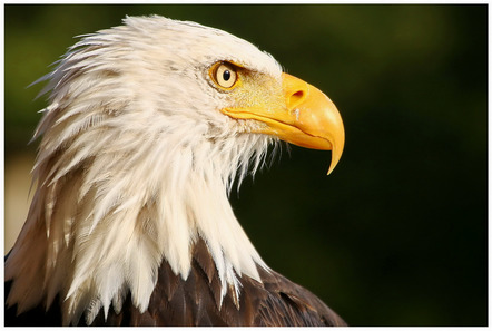 Makus, Hartmut  - Gastteilnehmer  - Adler - Natur - Annahme