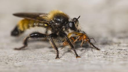 Ständer, Andreas  - Fotoclub Göttingen e.V.  - Raubfliege mit Beute - Natur - Annahme