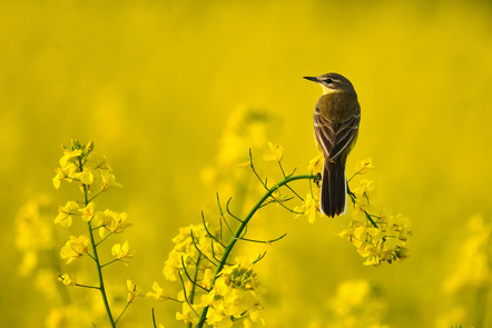 Neugebauer, Horst-Werner  - Fotogruppe Barsinghausen  - Schafstelze im Rapsfeld - Natur - Annahme