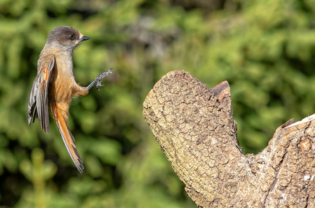 Hansen, Albert  - Fotogruppe Barsinghausen  - Unglueckshaeher - Natur - Annahme