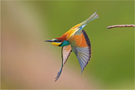 Hornbostel, Hans-Peter  - Fotogruppe Bredenbeck  - Beeeater 23 Flight Take1  - Natur - Annahme