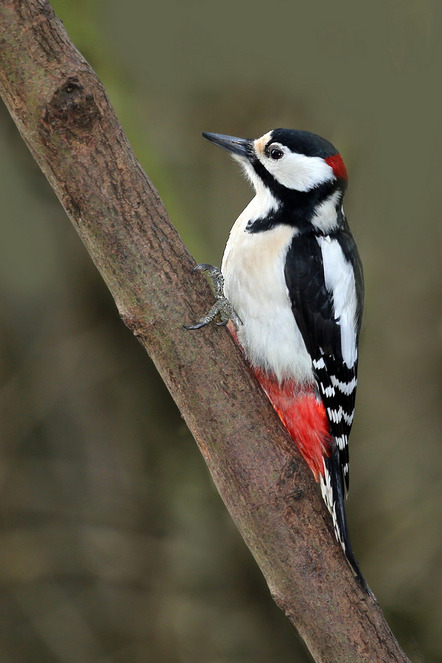 Heimberg, Agus  - BSW Fotogruppe Hannover  - Buntspecht - Natur - Annahme