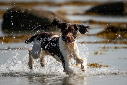 Rienow, Christian  - Direktmitglied  - Hund im Wasser - Sonderthema - Annahme