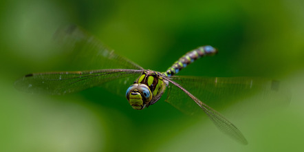 Kahle, Volker  - Fotografische Gesellschaft Hameln  - Hunting Dragonfly - Farbe - MEDAILLE