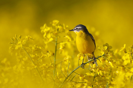 Hochhaus, Alexander  - Direktmitglied  - Rape field - Natur - URKUNDE