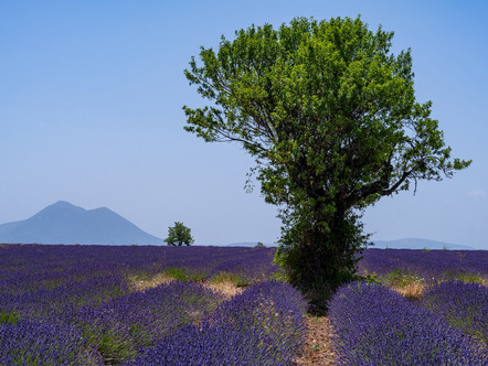 Thomas, Dr. Ingo  - Fotoclub Schleswig e.V.  - Provence - Natur - Annahme