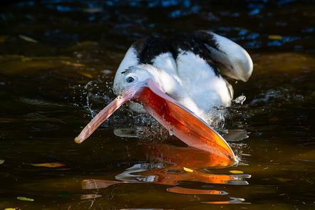 Lau, Ingo  - Fotoclub Schleswig e.V.  - Auf Fischfang - Natur - Annahme