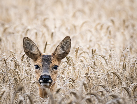 Walenski, Brigitte  - Direktmitglied  - Bambi beobachtet - Natur - Annahme