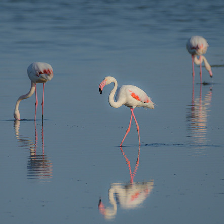 Pecat, Michaela  - Kieler Pixelschubser  - Flamingos III - Natur - Annahme