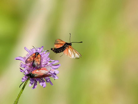 Heinze, Hannelore  - Direktmitglied  - Abflug - Farbe - AK3 - Annahme