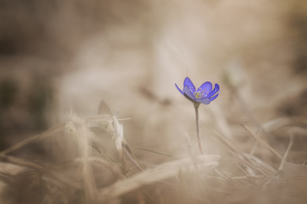 Heggemann, Christiane  - Fotoclub Schleswig e.V.  - Springtime - Farbe - AK3 - Annahme