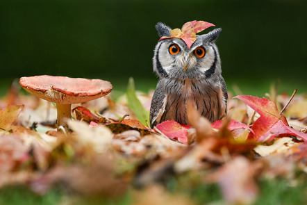 Paris, Raimund  - Fotoclub Kiel   - Herbstimpressionen - Farbe - AK3 - Annahme