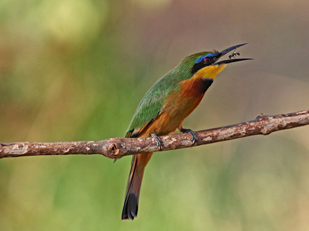 Käding, Wolfgang  - Direktmitglied  - Bee eater with Insect - Natur - AK3 - Annahme