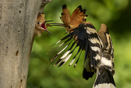 Deseniß, Ralph  - Camera Club Bremen  - Im Flug gefüttert - Natur - AK3 - Annahme