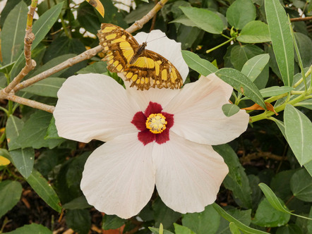 Porath, Friederike  - Direktmitglied  - Hibiscus mit Schmetterling - Natur - AK0 - Annahme