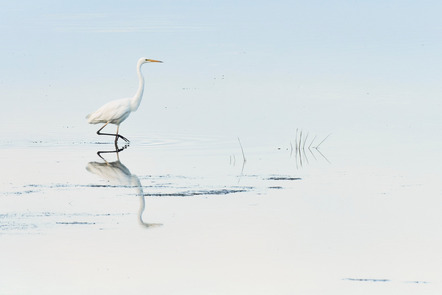 Deseniß, Ralph  - Camera Club Bremen  - Auf der Pirsch - Natur - AK3 - Annahme