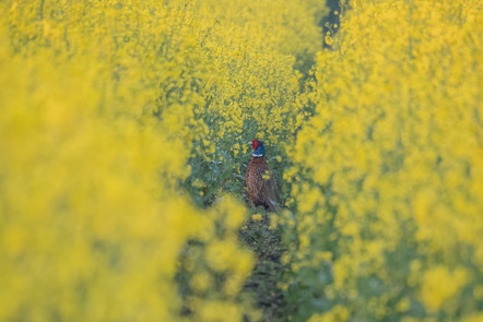 Schönborn, Gesine  - Fotoclub Schleswig e.V.  - Fasan im Rapsfeld - Natur - AK3 - Annahme