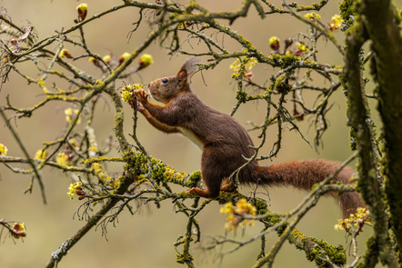 Ständer, Andreas  - Fotoclub Göttingen e.V.  - Riechen oder fressen - Natur - AK3 - Annahme