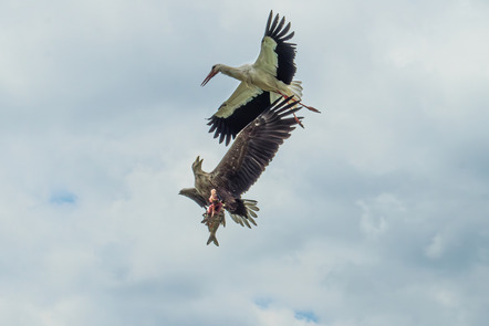 Schönborn, Gesine  - Fotoclub Schleswig e.V.  - Fang dir selber einen - Natur - AK3 - Annahme