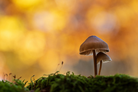 Leffers, Willi  - Buxtehuder Fotofreunde  - Pilze im Abendlicht - Natur - AK3 - Annahme