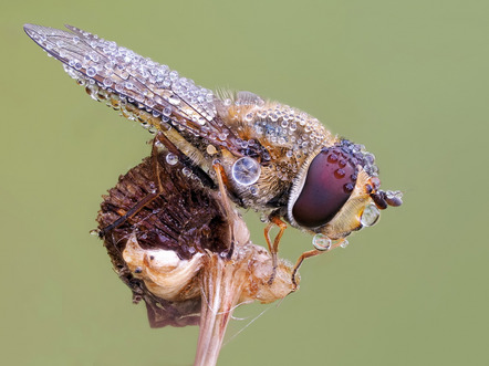 Rückert, Frank  - Direktmitglied  - P4182353 C-241 - Natur - AK3 - Annahme