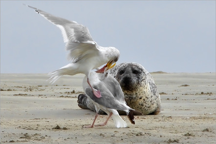 Brüning, Karl  - Fotogruppe Creativ Bremerhaven  - Möwen Schaukampf - Natur - AK3 - Annahme