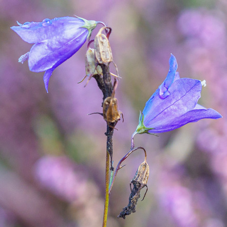 Naturfotoworkshop - Pia Dumke 1